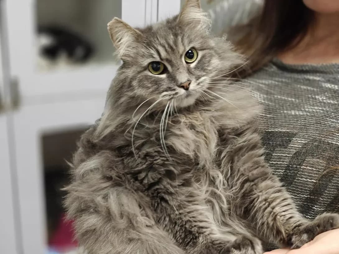 Shantal (Шанталь), Mixed Breed (Happy Paw Kyiv)