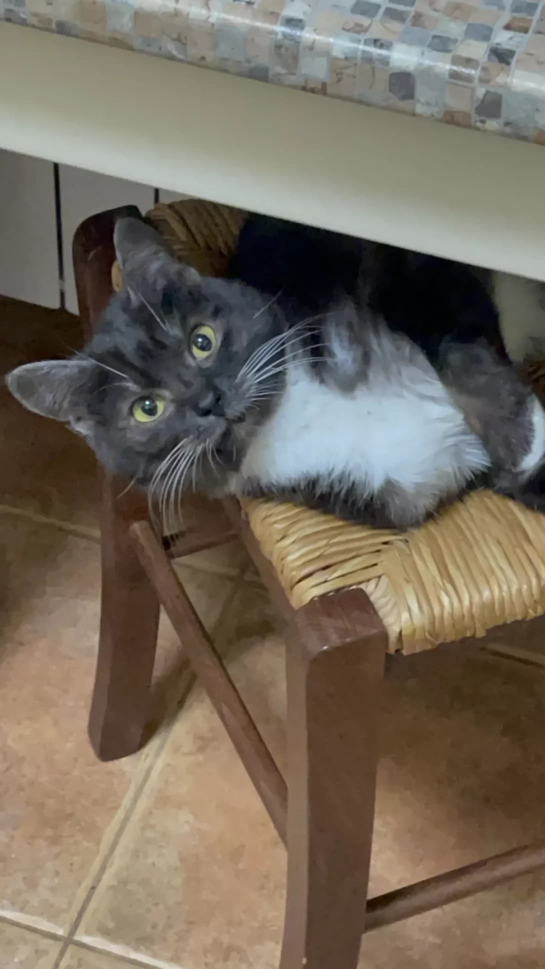 Lars (Ларс), male young Mixed Breed for adoption at Happy Paw Chernihiv Oblast