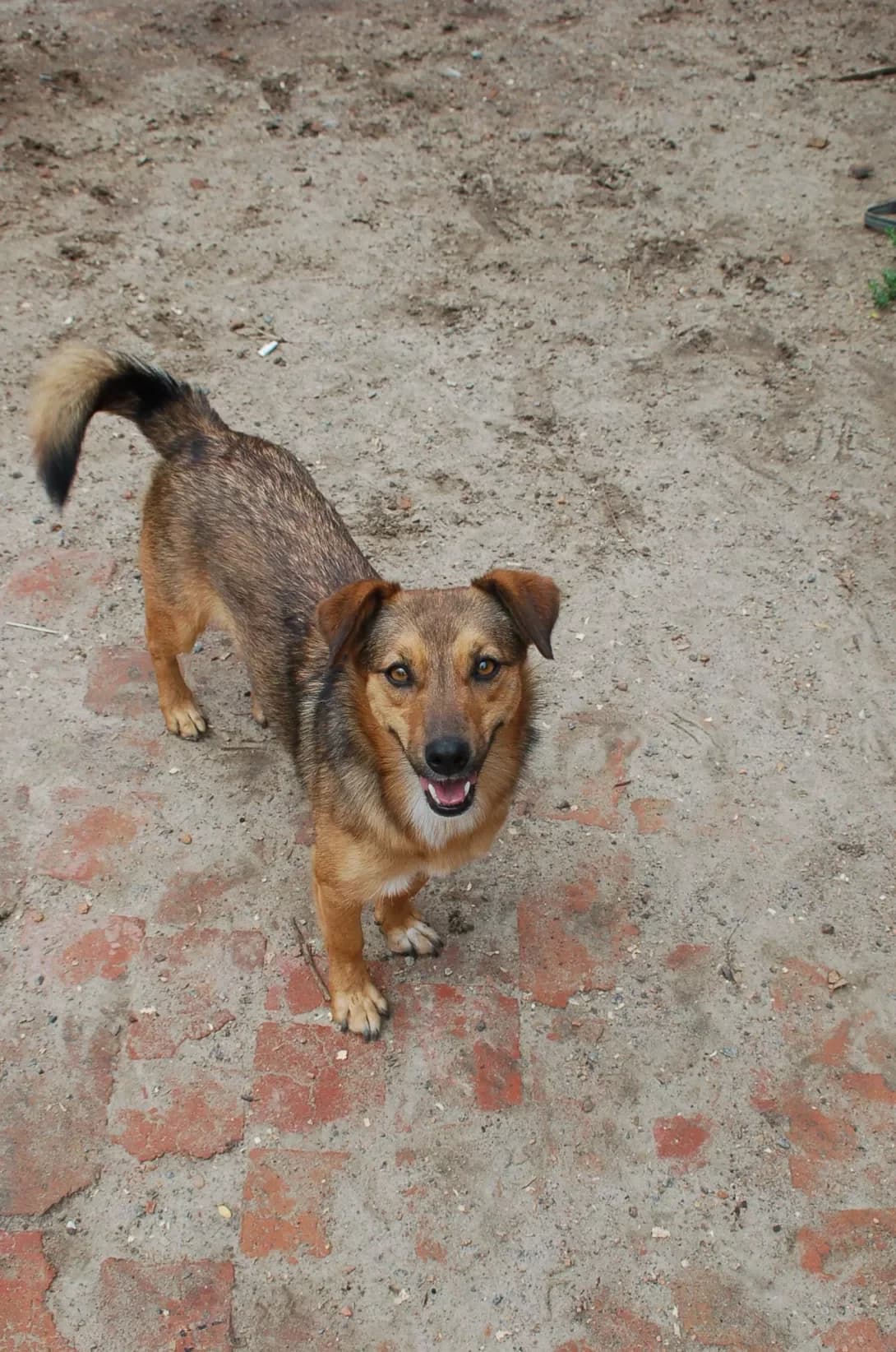 Sonya (Соня), female 5yo Mixed Breed for adoption at Happy Paw Poltava