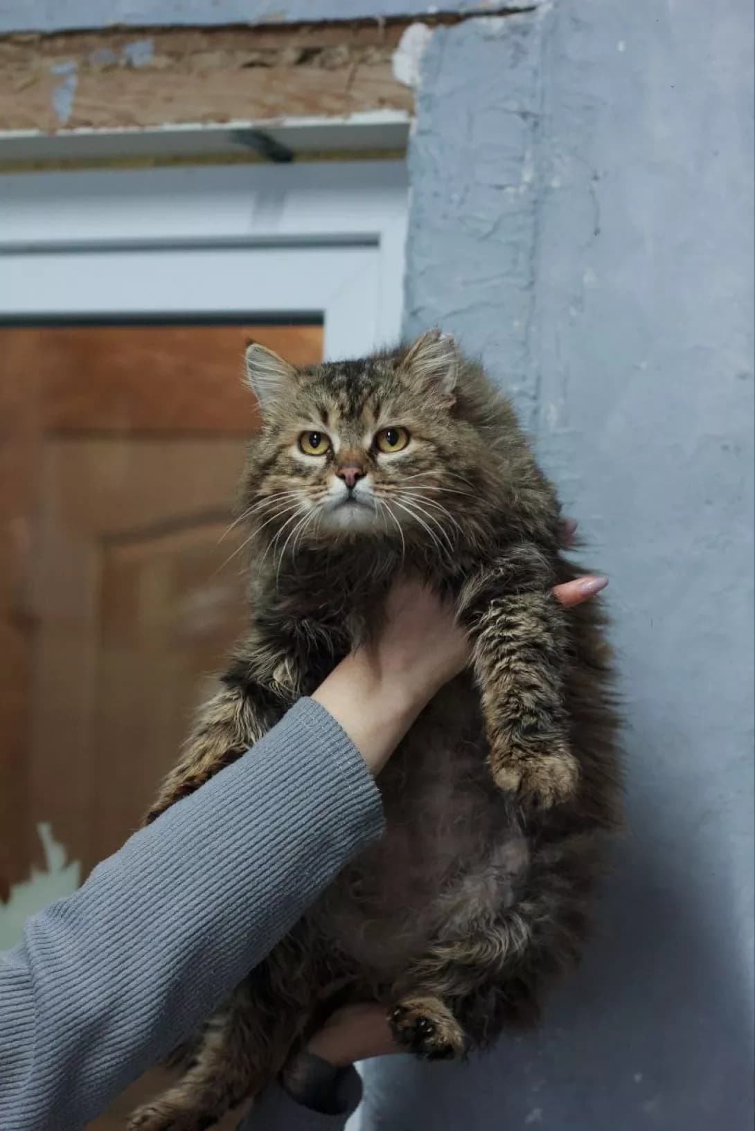 Shprot (Шпрот), Mixed Breed (Happy Paw Kirovohrad)