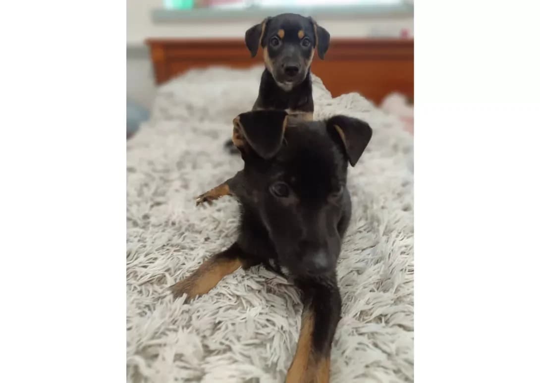 Tsutsenyata (Цуценята), male young Mixed Breed for adoption at Happy Paw Kyiv