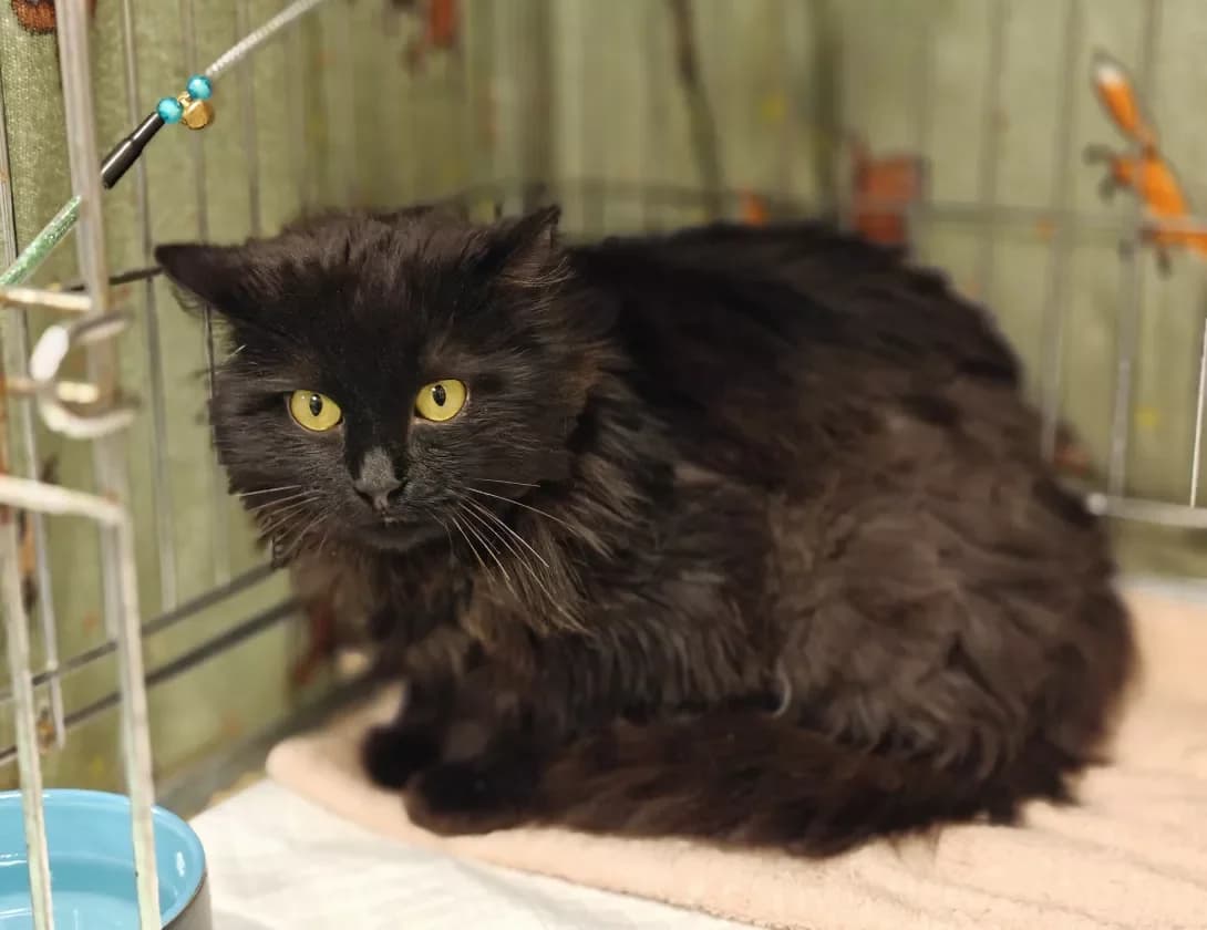 Vasyatko (Васятко), Mixed Breed (Happy Paw Kyiv)