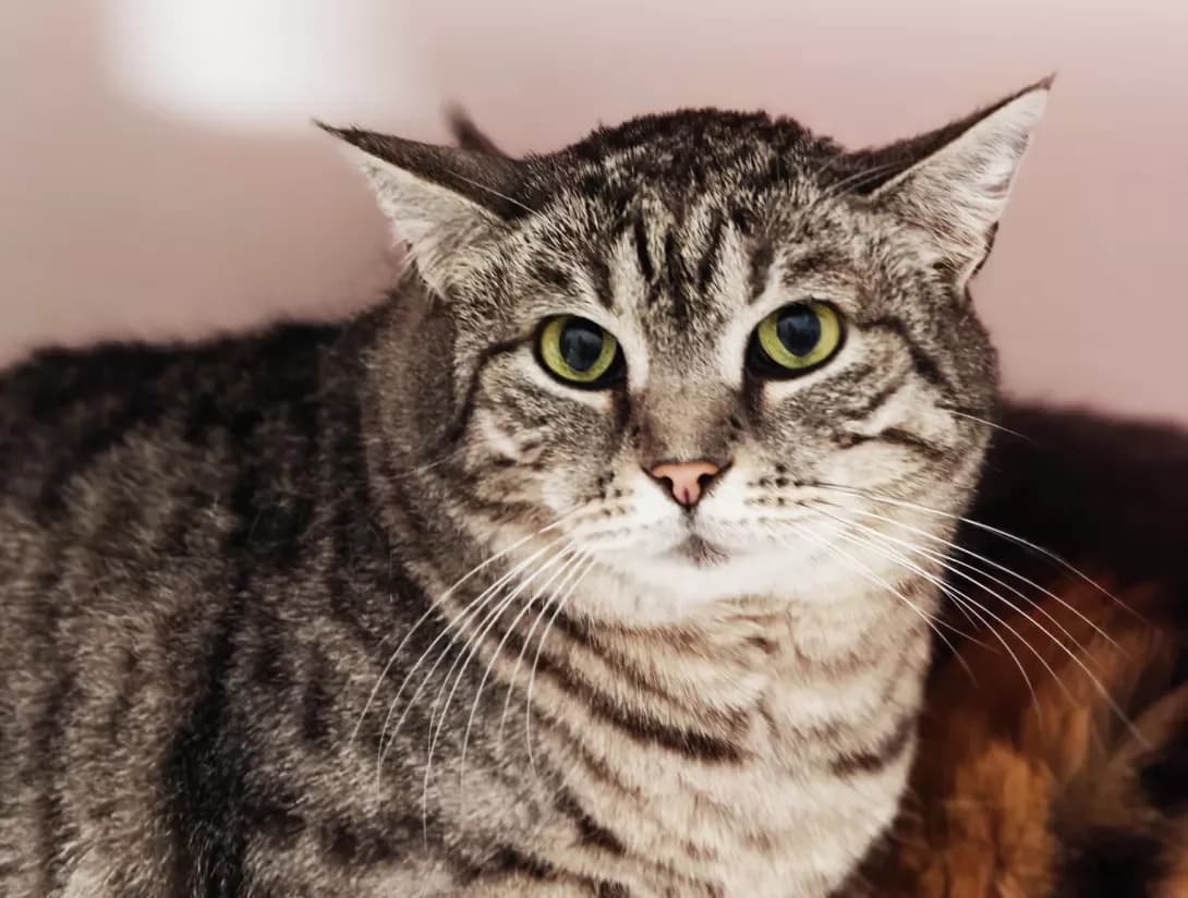 Nyusha (Нюша), Mixed Breed (Happy Paw Kyiv)