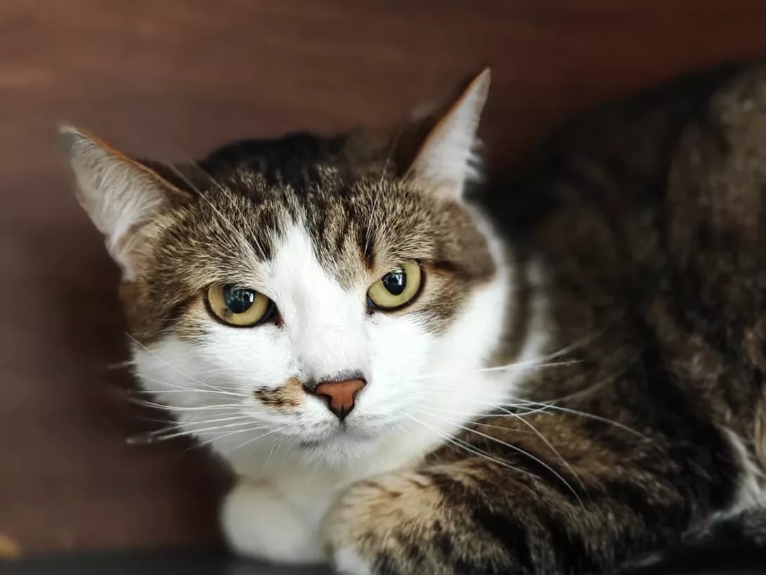 Lyamur (Лямур), Mixed Breed (Happy Paw Kyiv)
