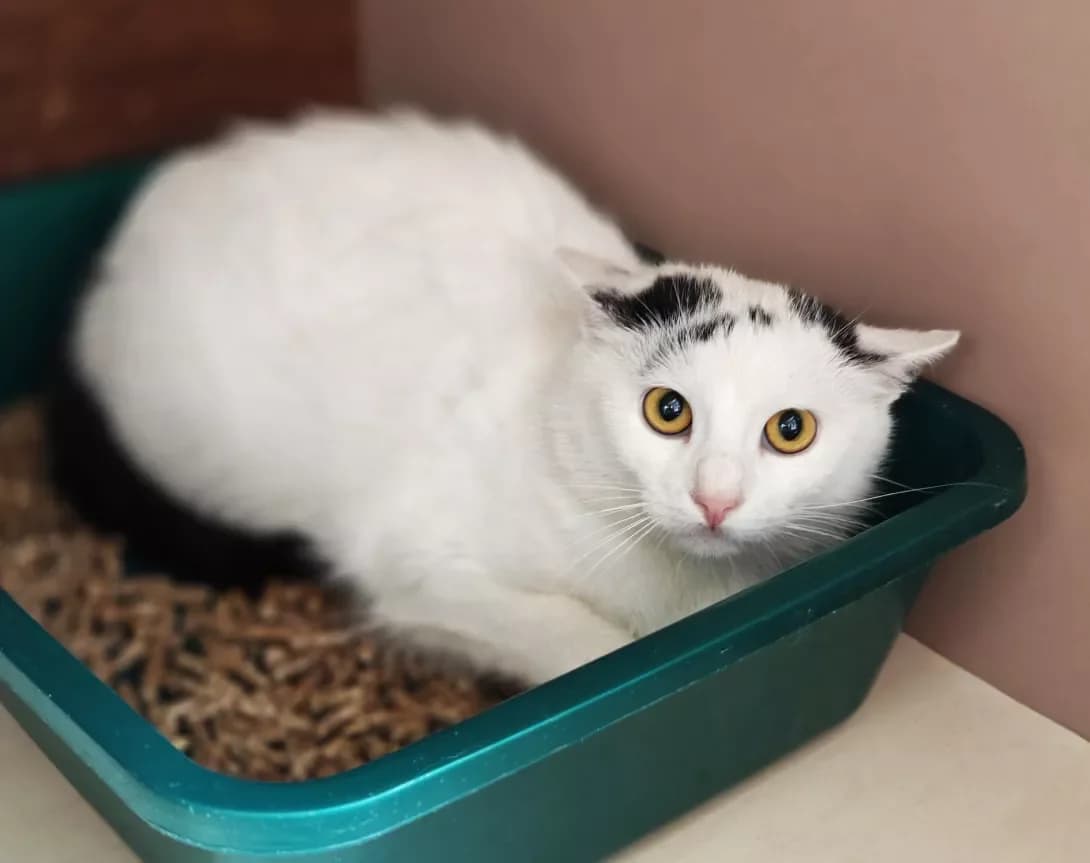 Milli (Міллі), female young Mixed Breed for adoption at Happy Paw Kyiv