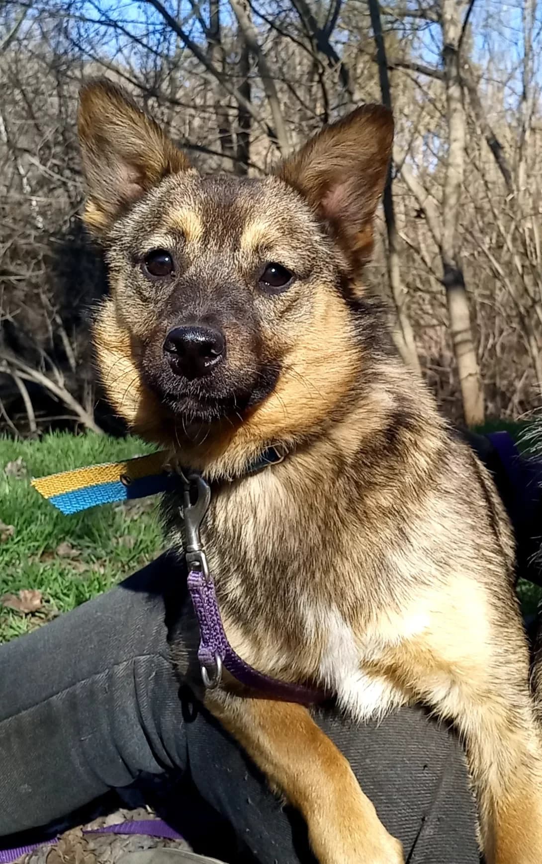 Lyalya (Ляля), Mixed Breed (Happy Paw Kirovohrad)