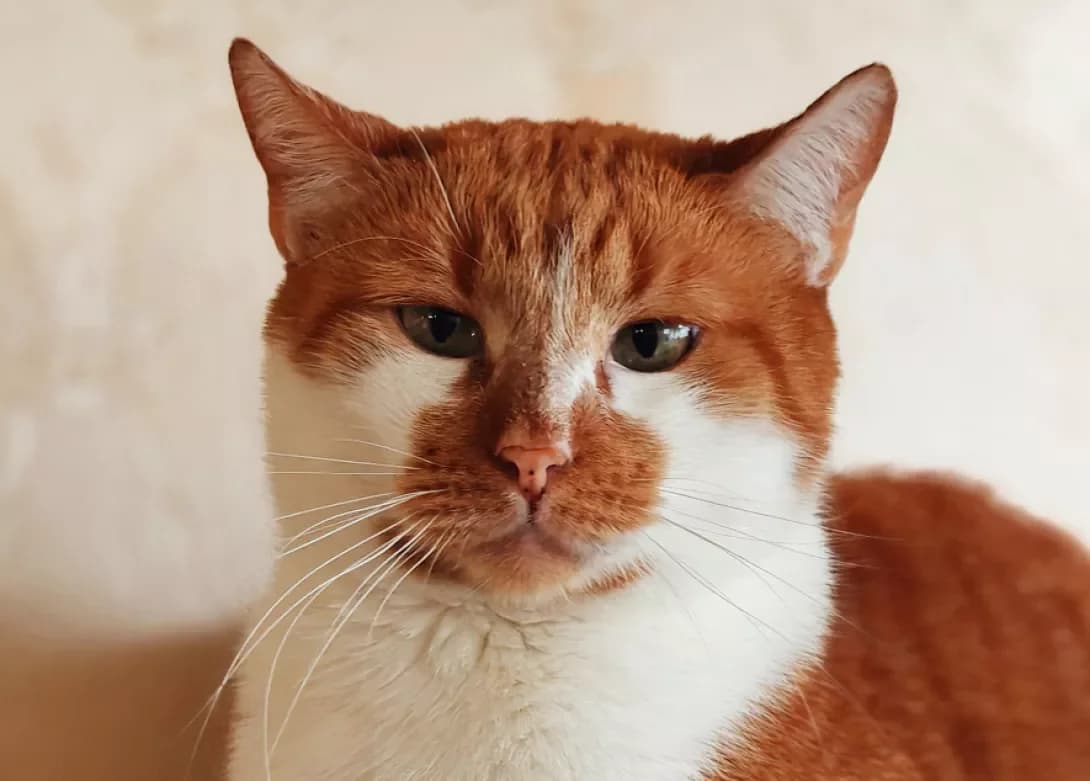 Tsezar (Цезарь), Mixed Breed (Happy Paw Kyiv)