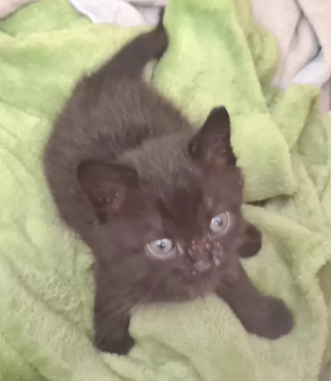 Nemaye (Немає), Mixed Breed (Happy Paw Kyiv)