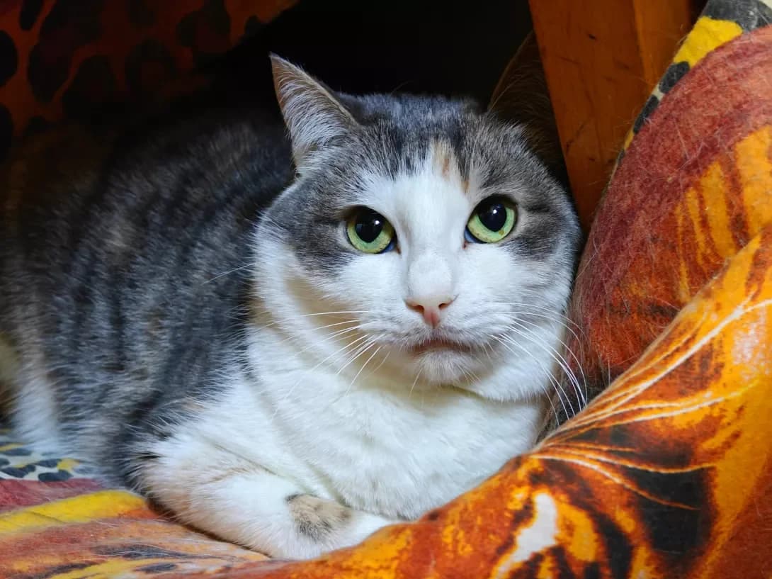 Kosmeya (Космея), Mixed Breed (Happy Paw Kyiv)