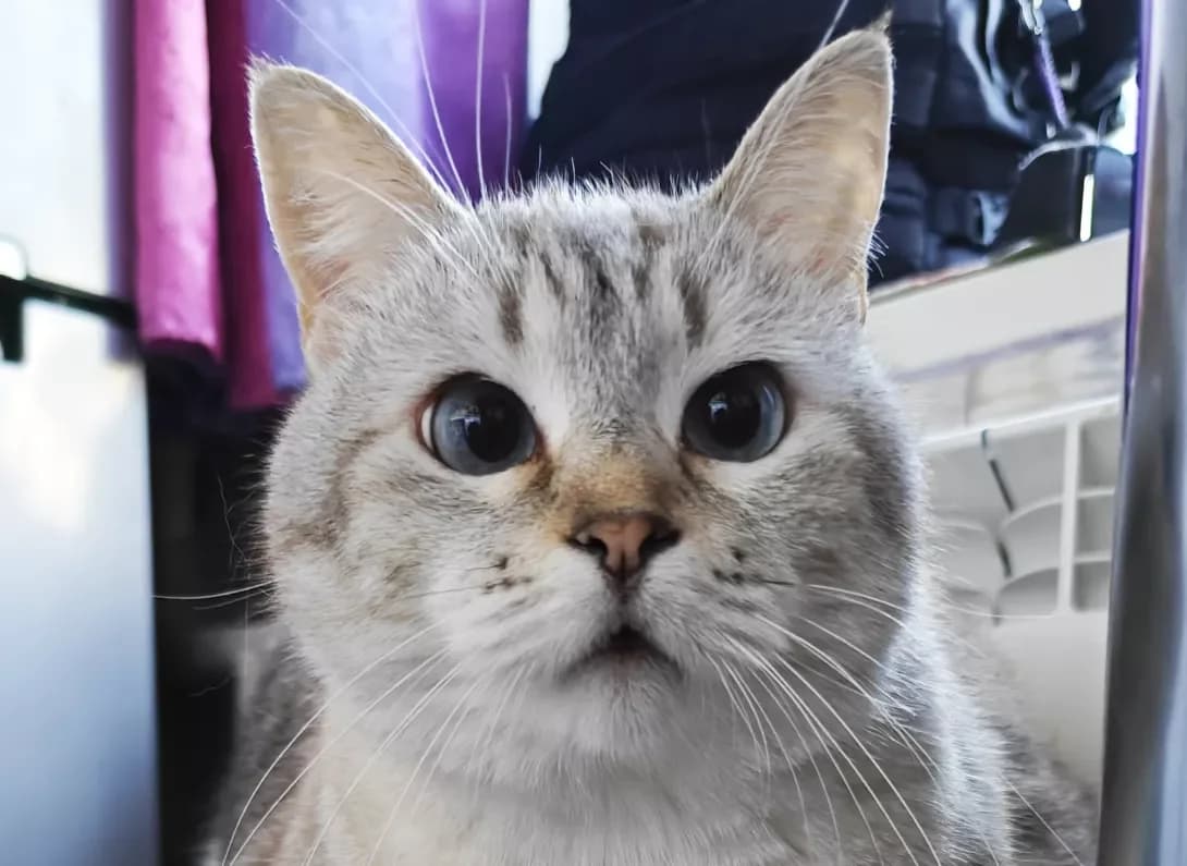 Lyalya (Ляля), Mixed Breed (Happy Paw Kyiv)