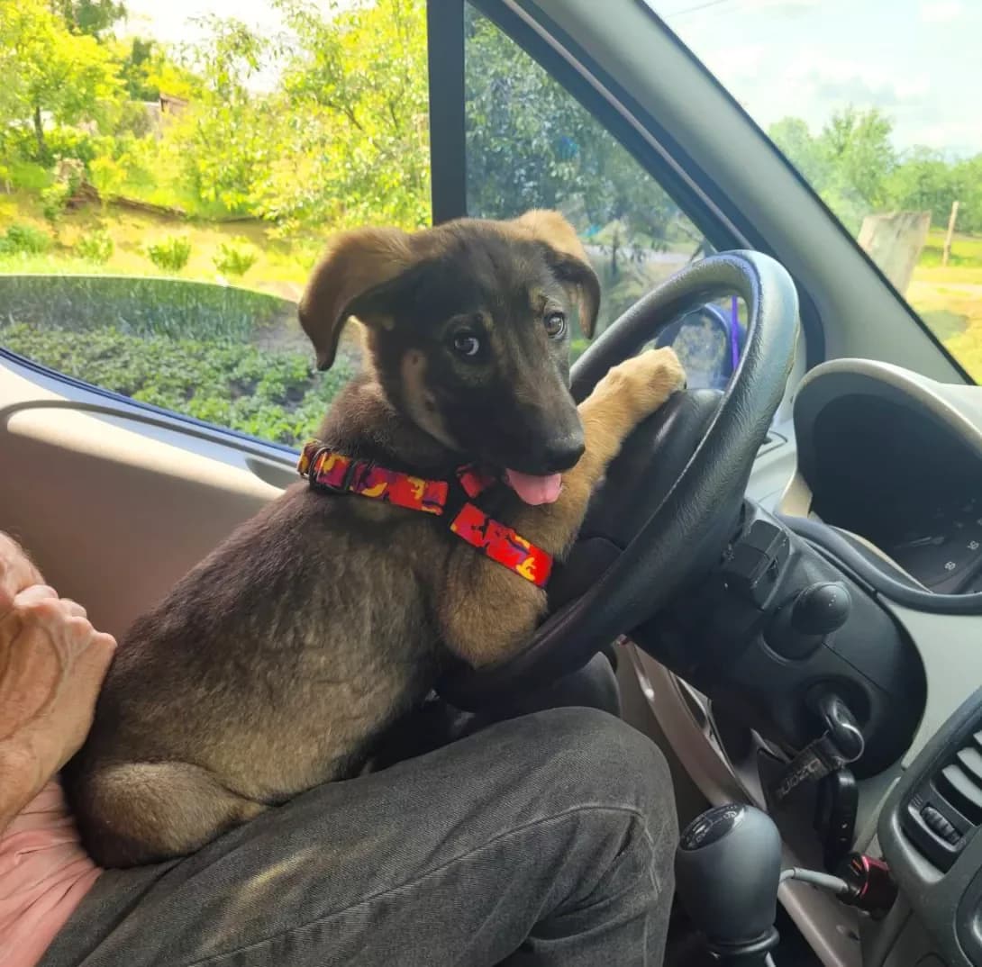 Oskar (Оскар), male young Mixed Breed for adoption at Happy Paw Kyiv