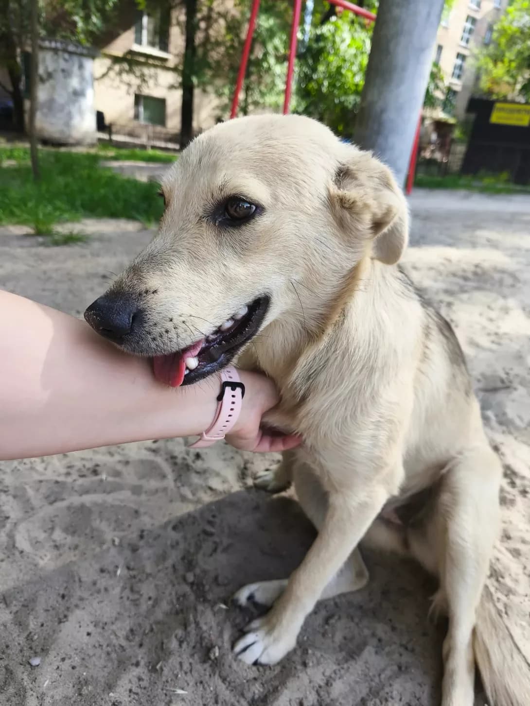 Zhuvachka (Жувачка), female young Mixed Breed for adoption at Happy Paw Kyiv