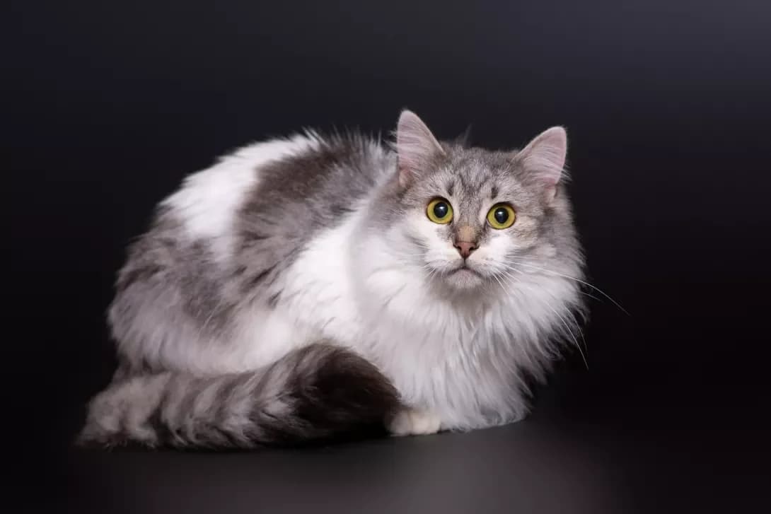 Tina (Тіна), Mixed Breed (Happy Paw Kyiv Oblast)