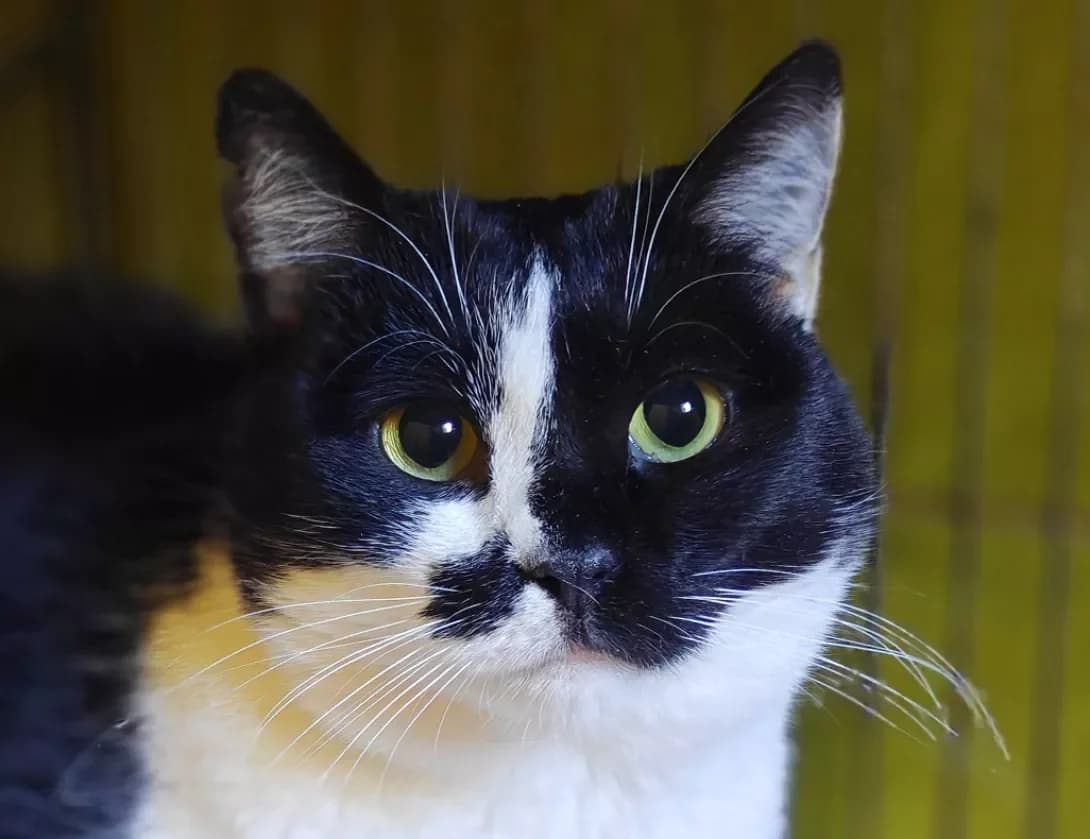 Kendi (Кенді), Mixed Breed (Happy Paw Kyiv)