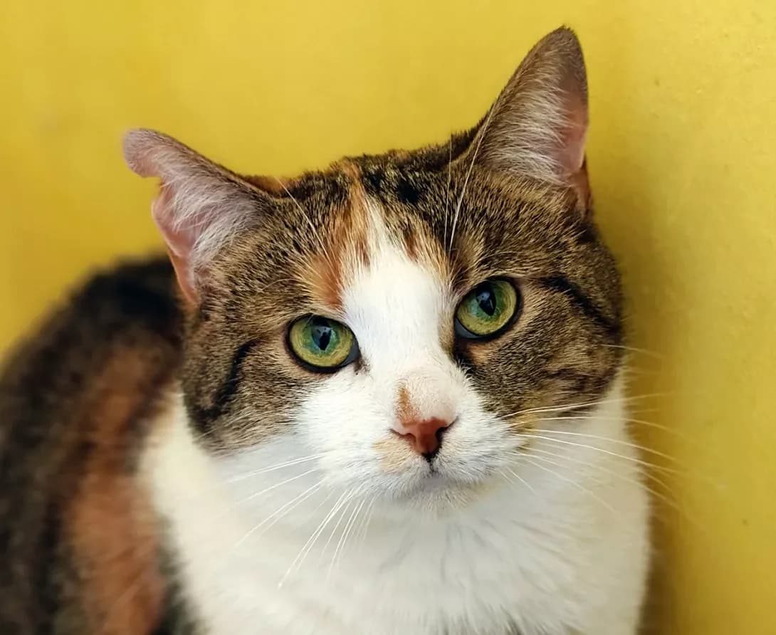 Savanna (Саванна), Mixed Breed (Happy Paw Kyiv)
