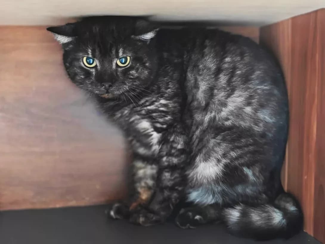 Mur (Мур), Mixed Breed (Happy Paw Kyiv)