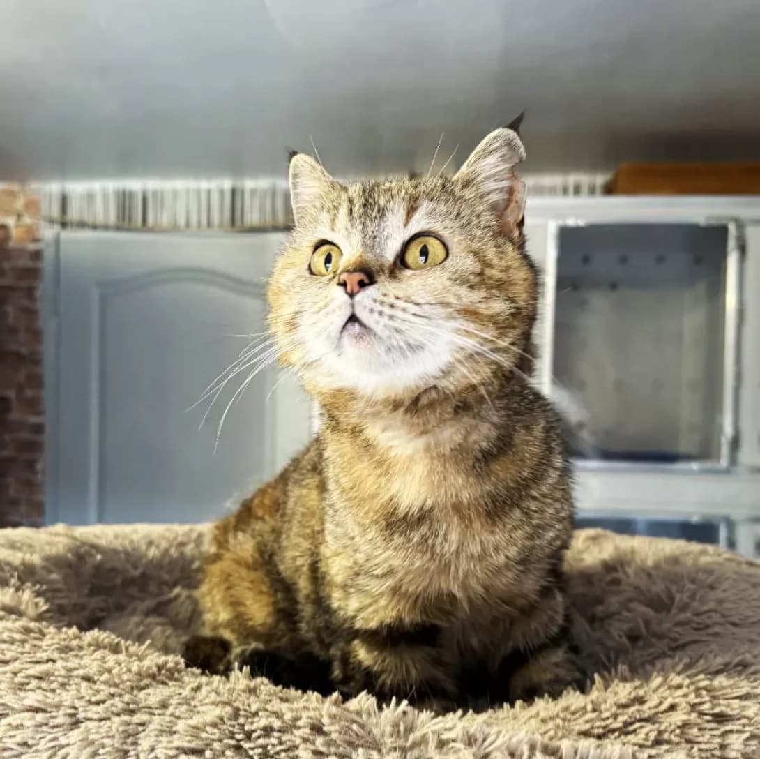 Liya (Лія), Mixed Breed (Happy Paw Kyiv)