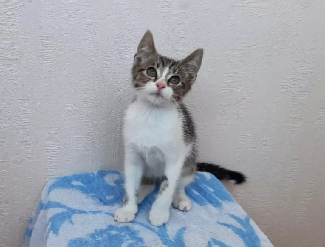 Tosha (Тоша), Mixed Breed (Happy Paw Kyiv)