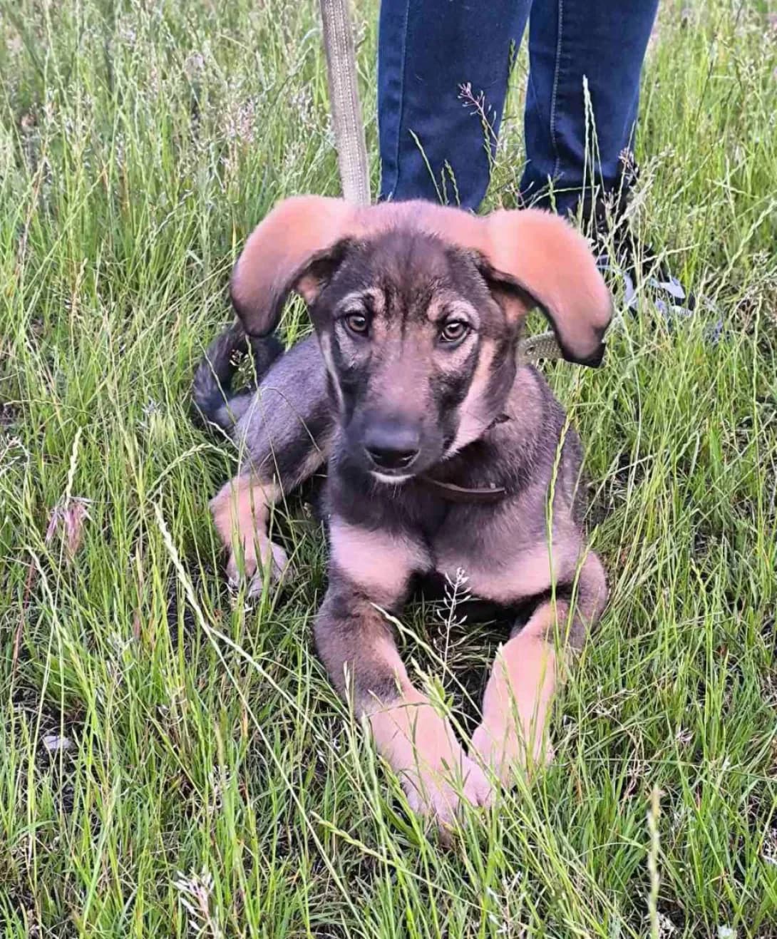 Lord (Лорд), male young Mixed Breed for adoption at Happy Paw Kyiv
