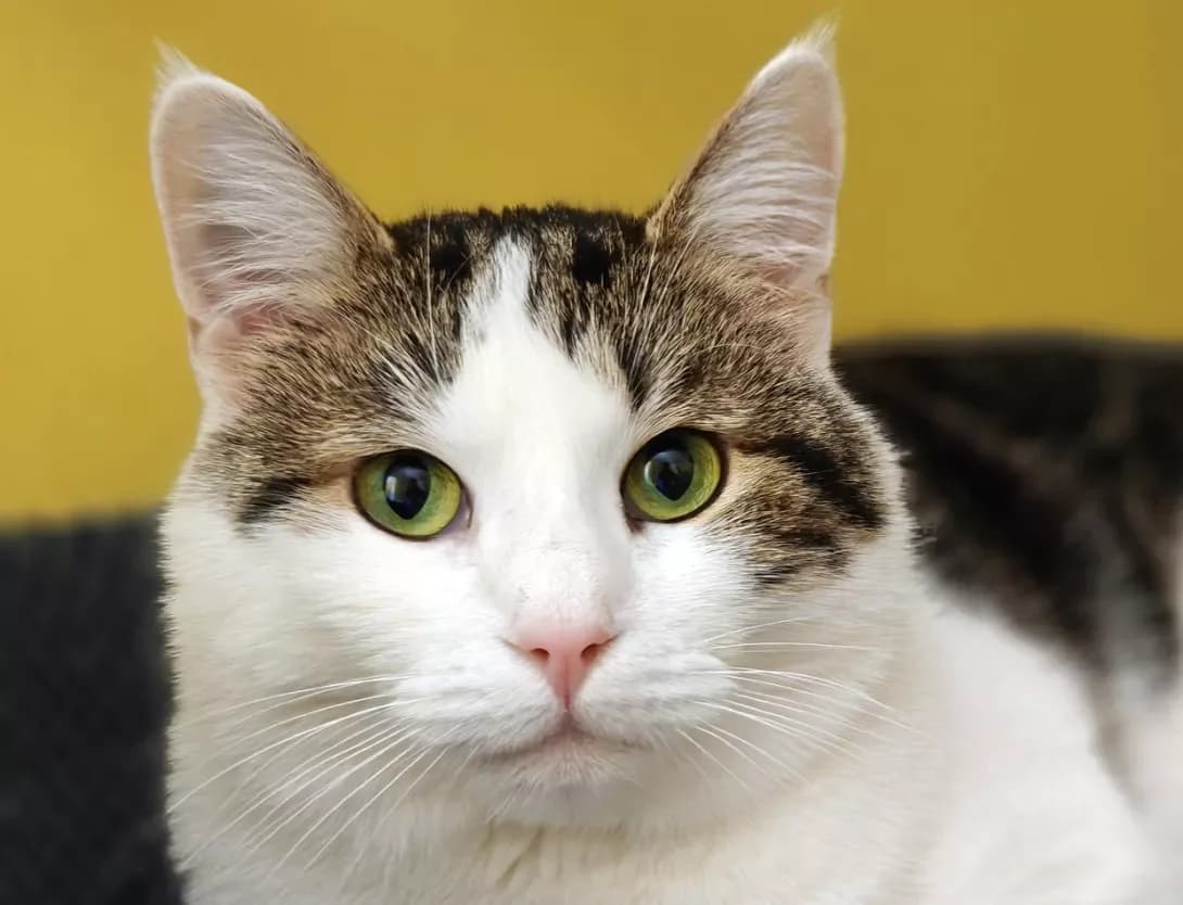 Meri (Мері), Mixed Breed (Happy Paw Kyiv)