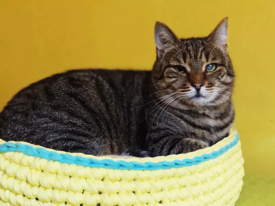 Viola (Віола), Mixed Breed (Happy Paw Kyiv)