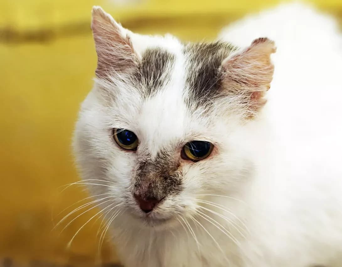 Petya (Петя), Mixed Breed (Happy Paw Kyiv)