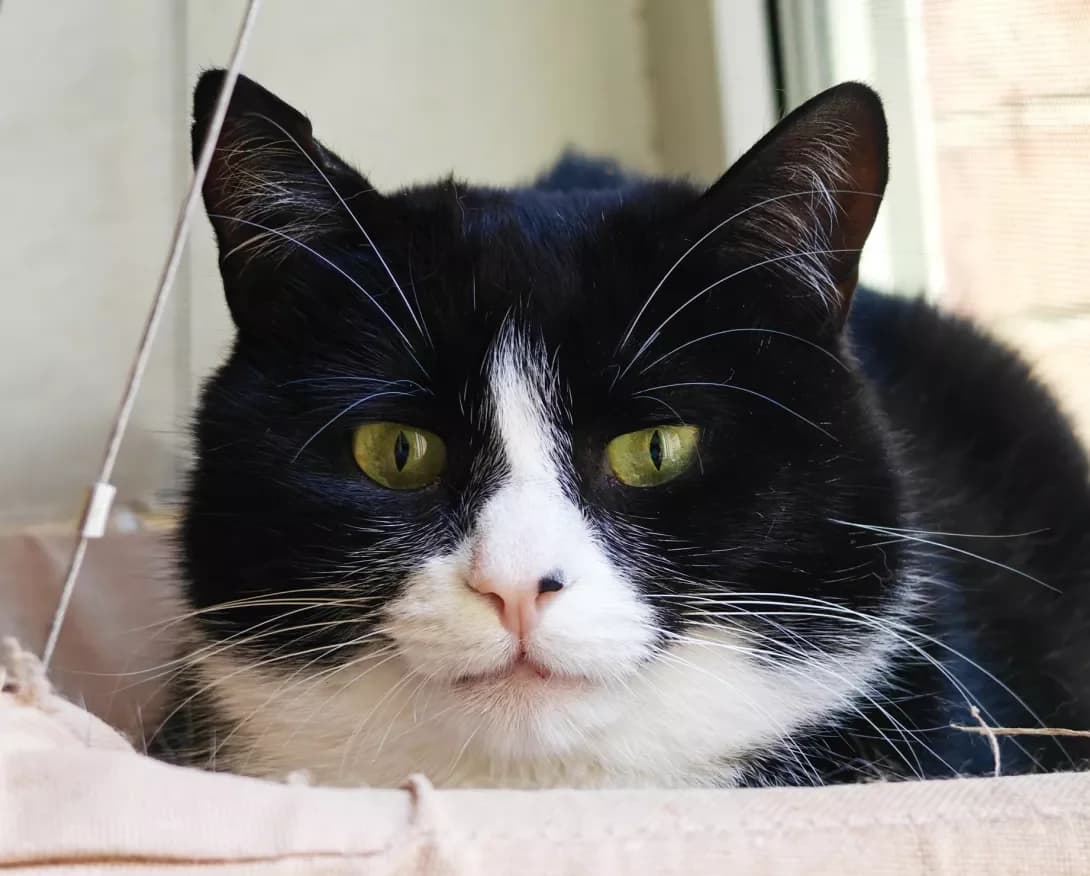 Panakota (Панакота), Mixed Breed (Happy Paw Kyiv)