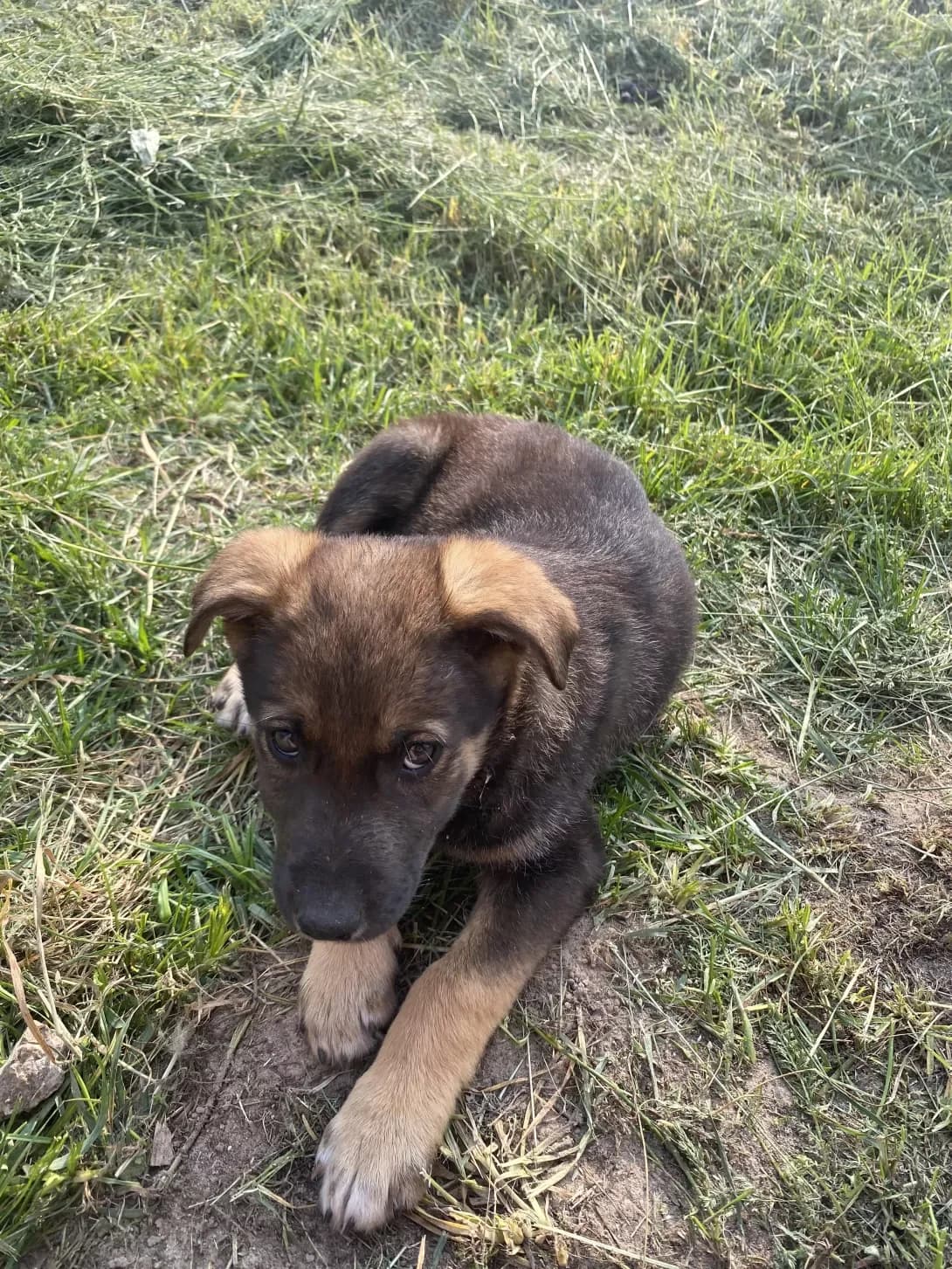 Greta (Грета), female young Mixed Breed for adoption at Happy Paw Kyiv