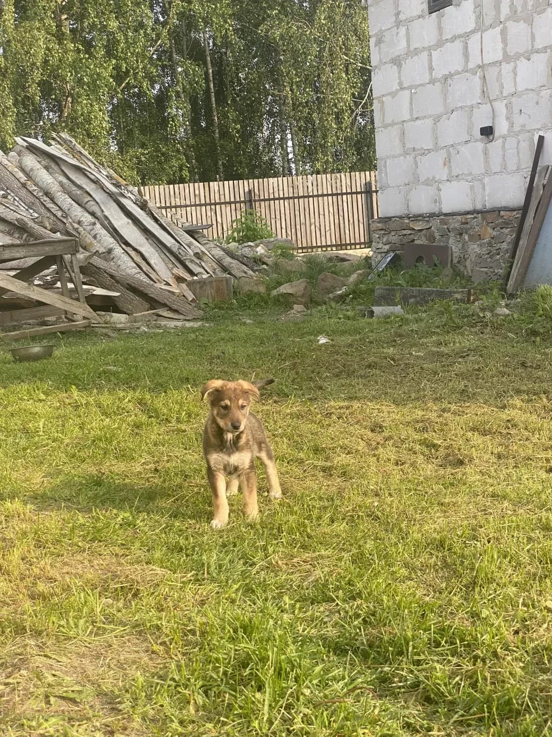 Luna (Луна), female young Mixed Breed for adoption at Happy Paw Kyiv