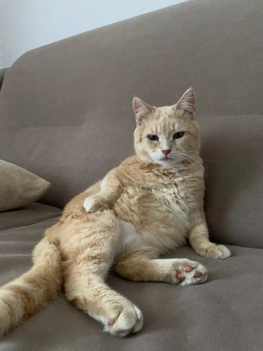 Noy (Ной), Mixed Breed (Happy Paw Kyiv)