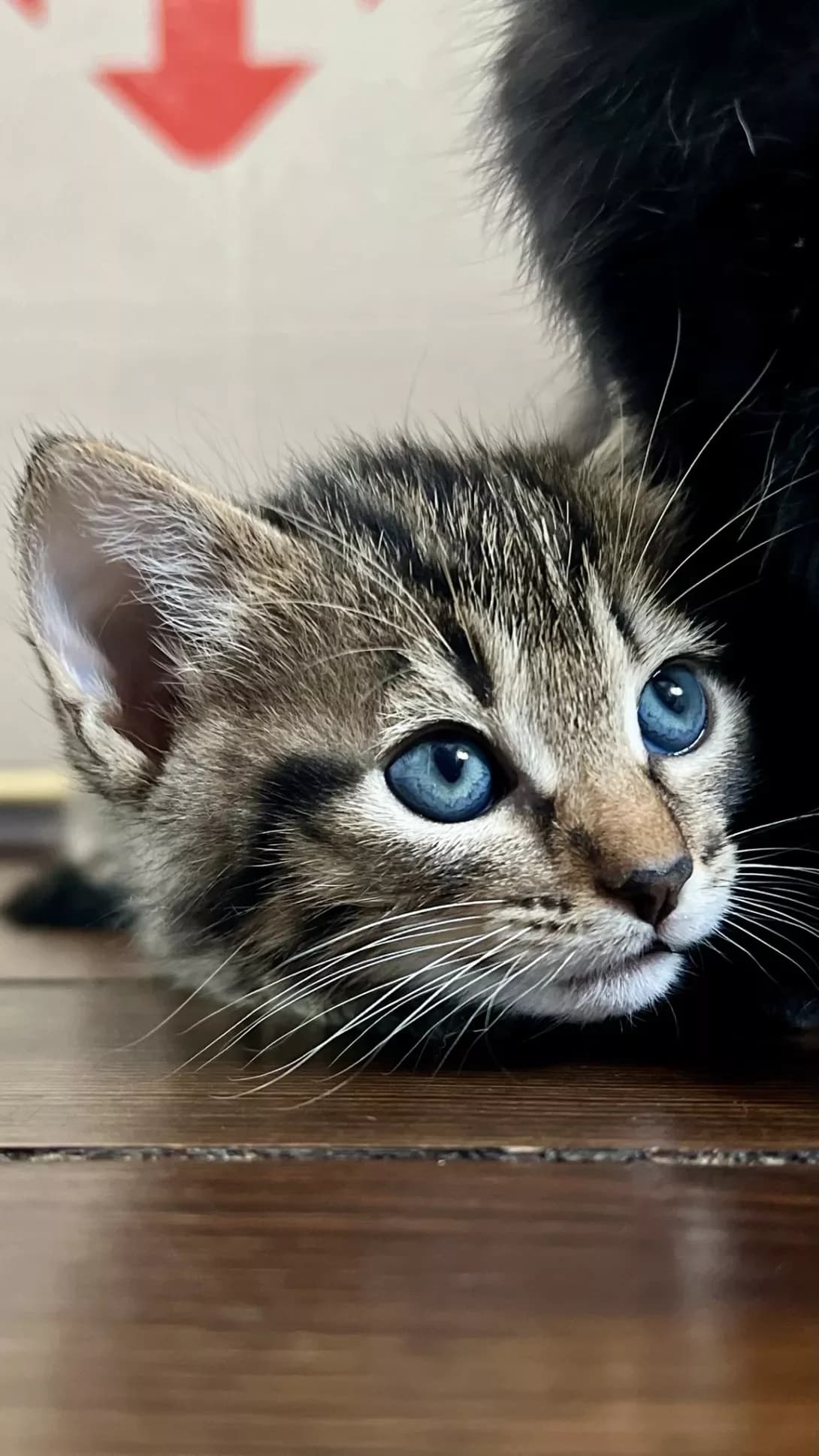 Nemaye (Немає), Mixed Breed (Happy Paw Kyiv)