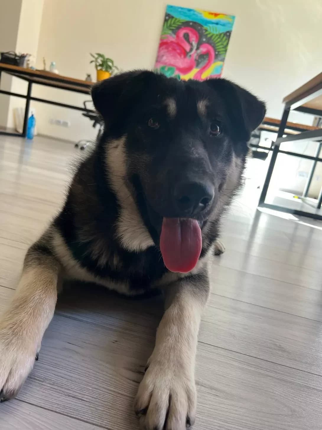 Dzhek (Джек), male young Mixed Breed for adoption at Happy Paw Kyiv