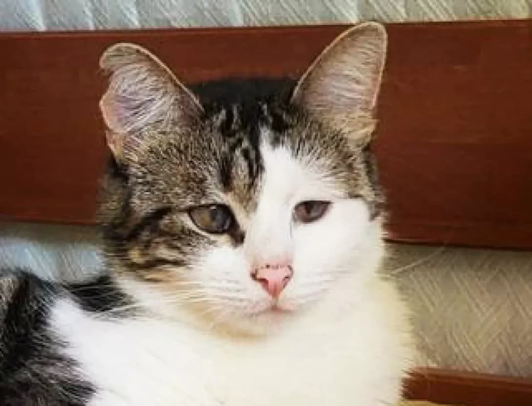 Slivka (Сливка), Mixed Breed (Happy Paw Kyiv)