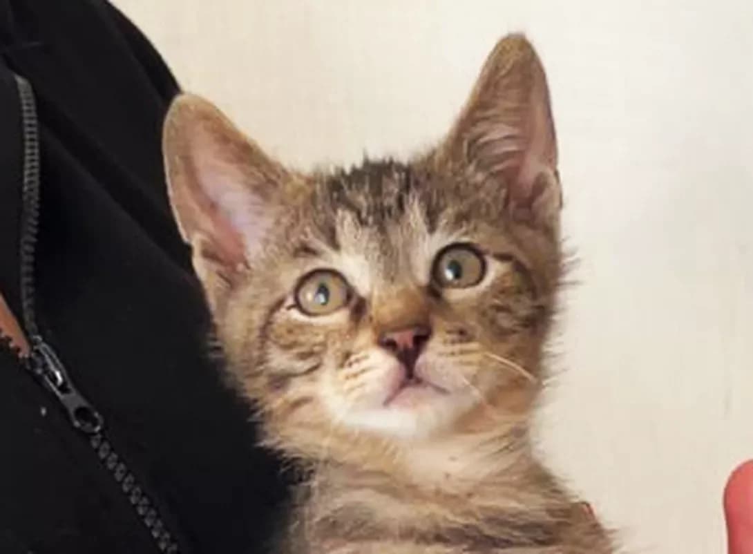 Timoshka (Тімошка), Mixed Breed (Happy Paw Kyiv)