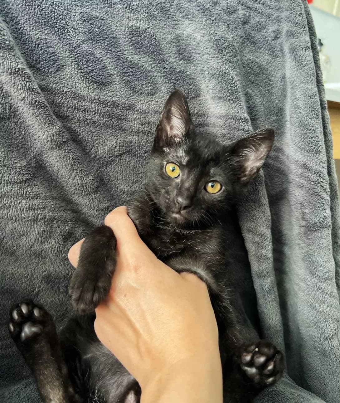 Pandora (Пандора), Mixed Breed (Happy Paw Kyiv)