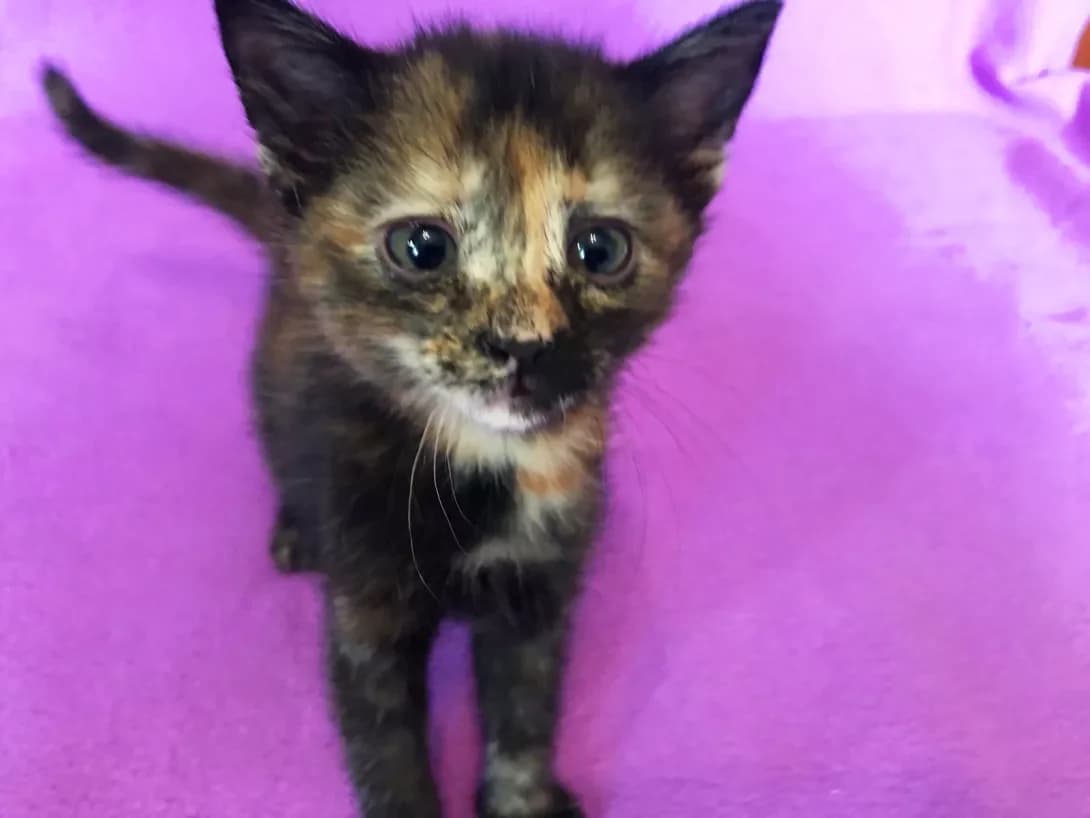Cheri (Чері), Mixed Breed (Happy Paw Kyiv)