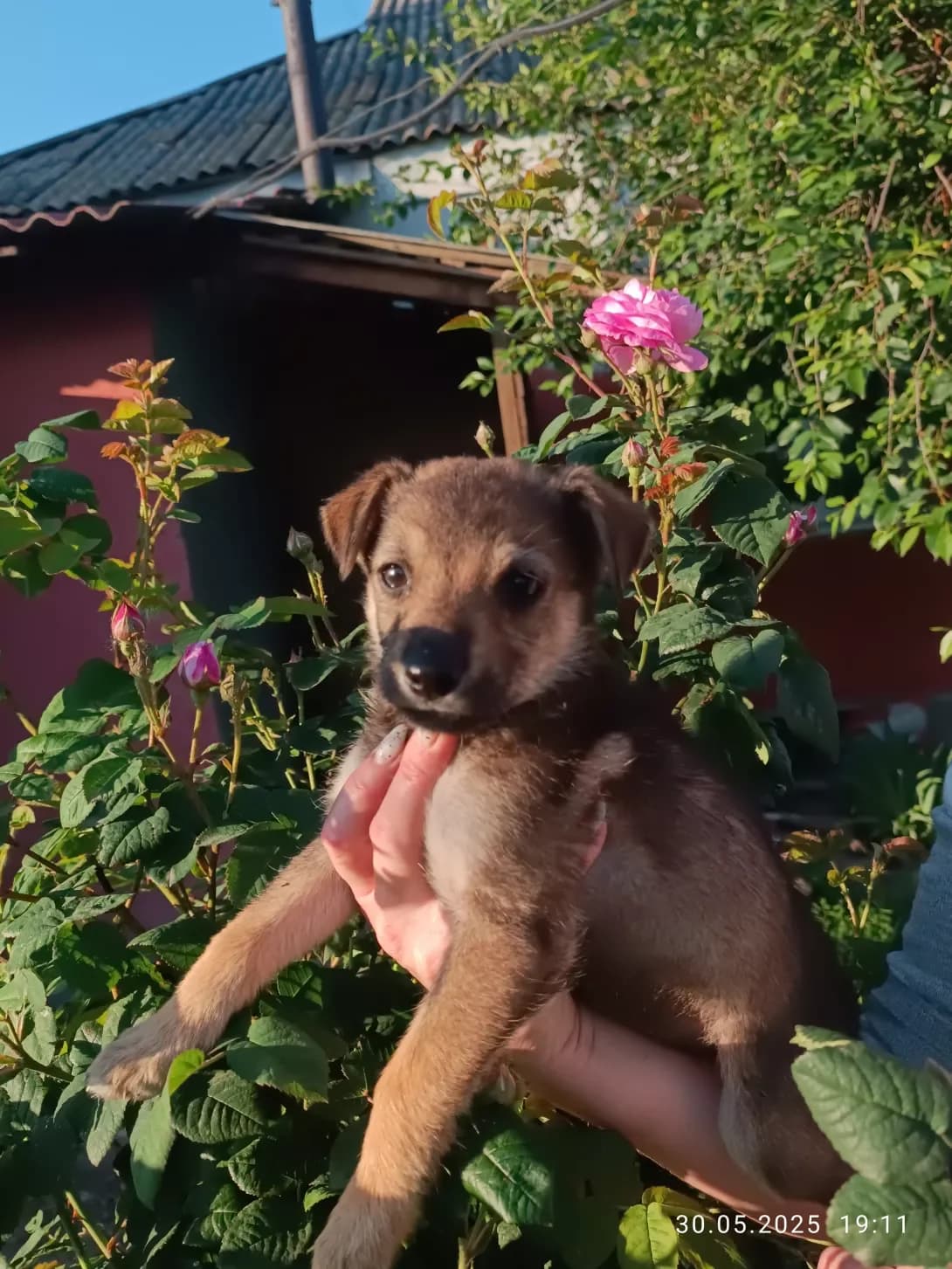 Nimetski vivcharki (Німецькі вівчарки), Mixed Breed (Happy Paw Kyiv Oblast)