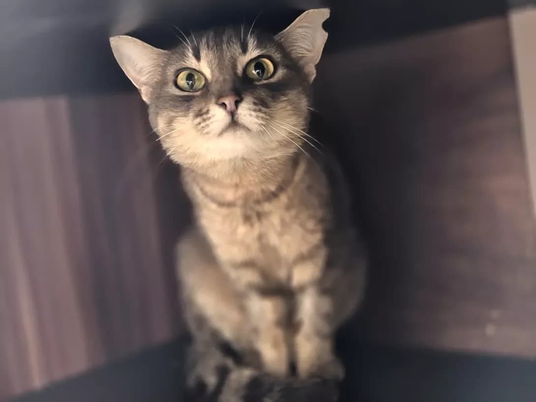 Murka (Мурка), Mixed Breed (Happy Paw Kyiv)