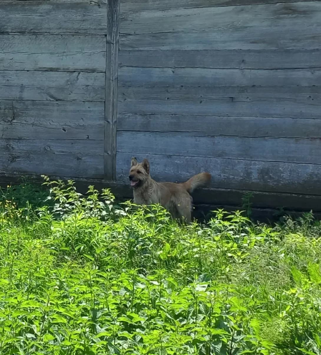 Baykal (Байкал), male 4yo Mixed Breed for adoption at Happy Paw Rivne Oblast