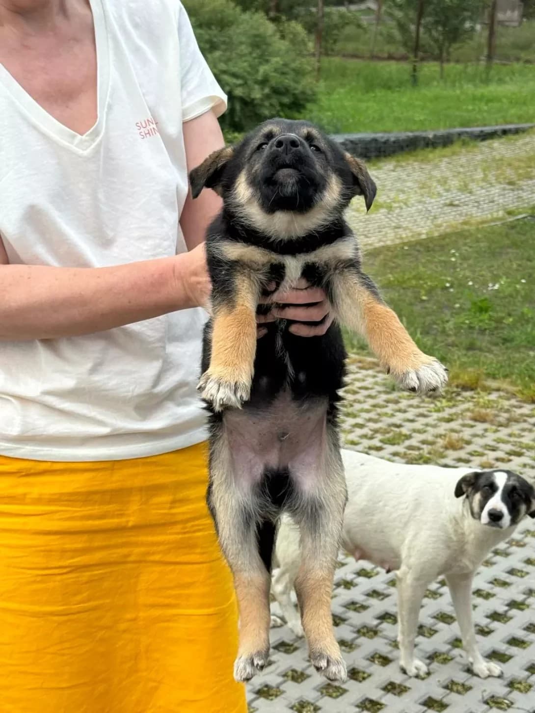 nemaye (немає), Mixed Breed (Happy Paw Kyiv Oblast)