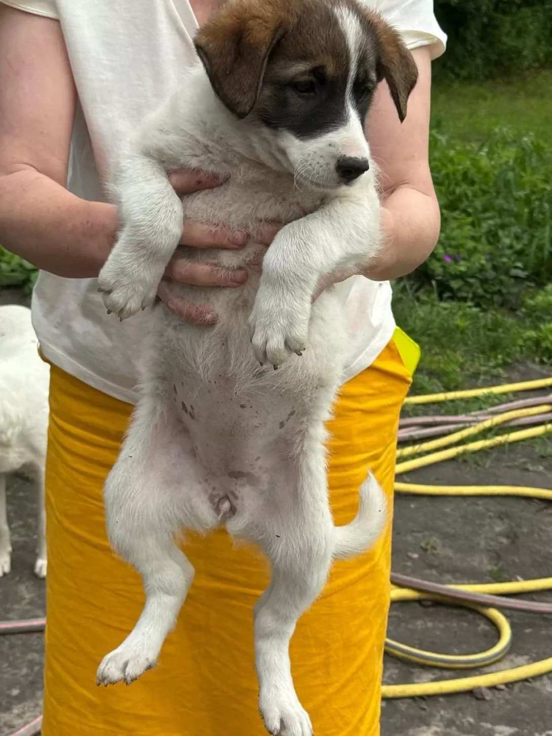 nemaye (немає), Mixed Breed (Happy Paw Kyiv Oblast)