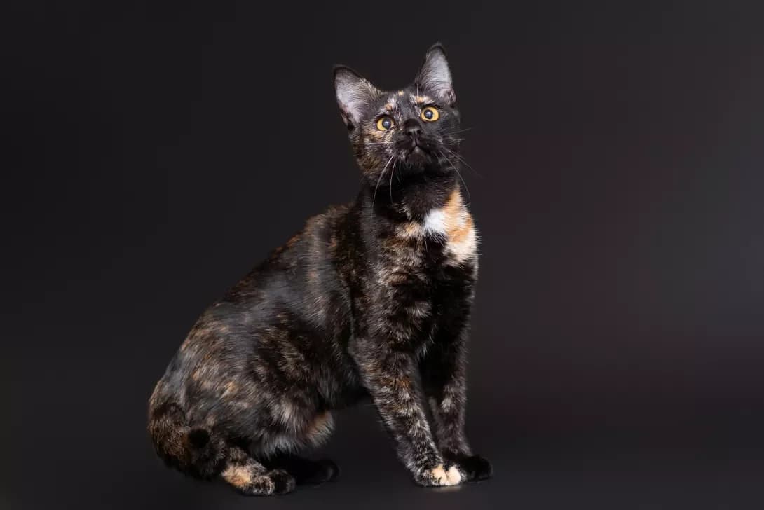 Ember (Ембер), Mixed Breed (Happy Paw Kyiv Oblast)