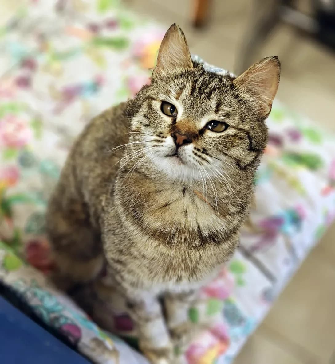 Milasha (Мілаша), Mixed Breed (Happy Paw Kyiv)
