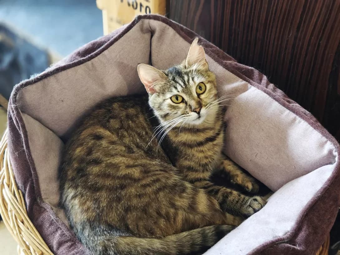 Risya (Рися), Mixed Breed (Happy Paw Kyiv)