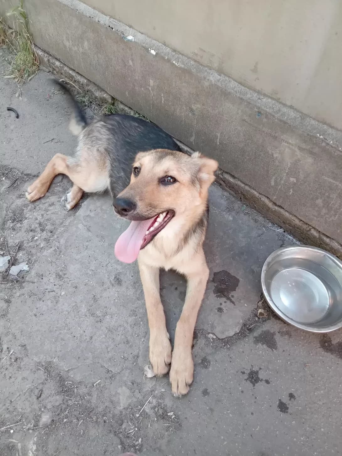 Basyak (Басяк), male young Mixed Breed for adoption at Happy Paw Kherson Oblast