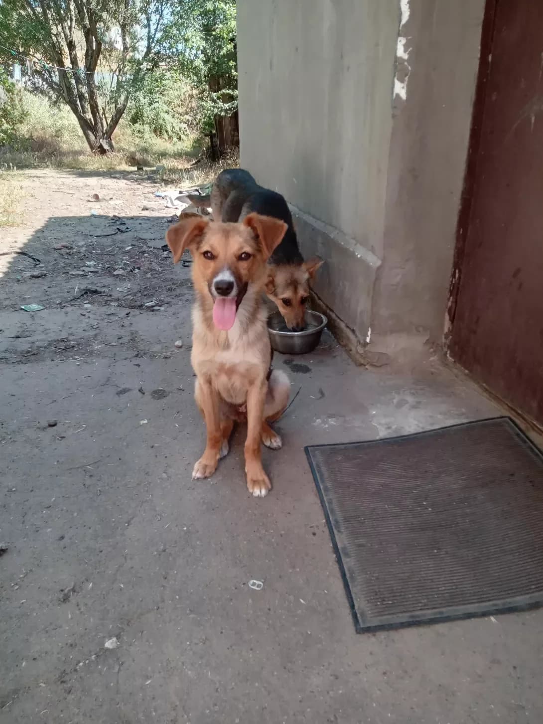 Krisa (Криса), female young Mixed Breed for adoption at Happy Paw Kherson Oblast