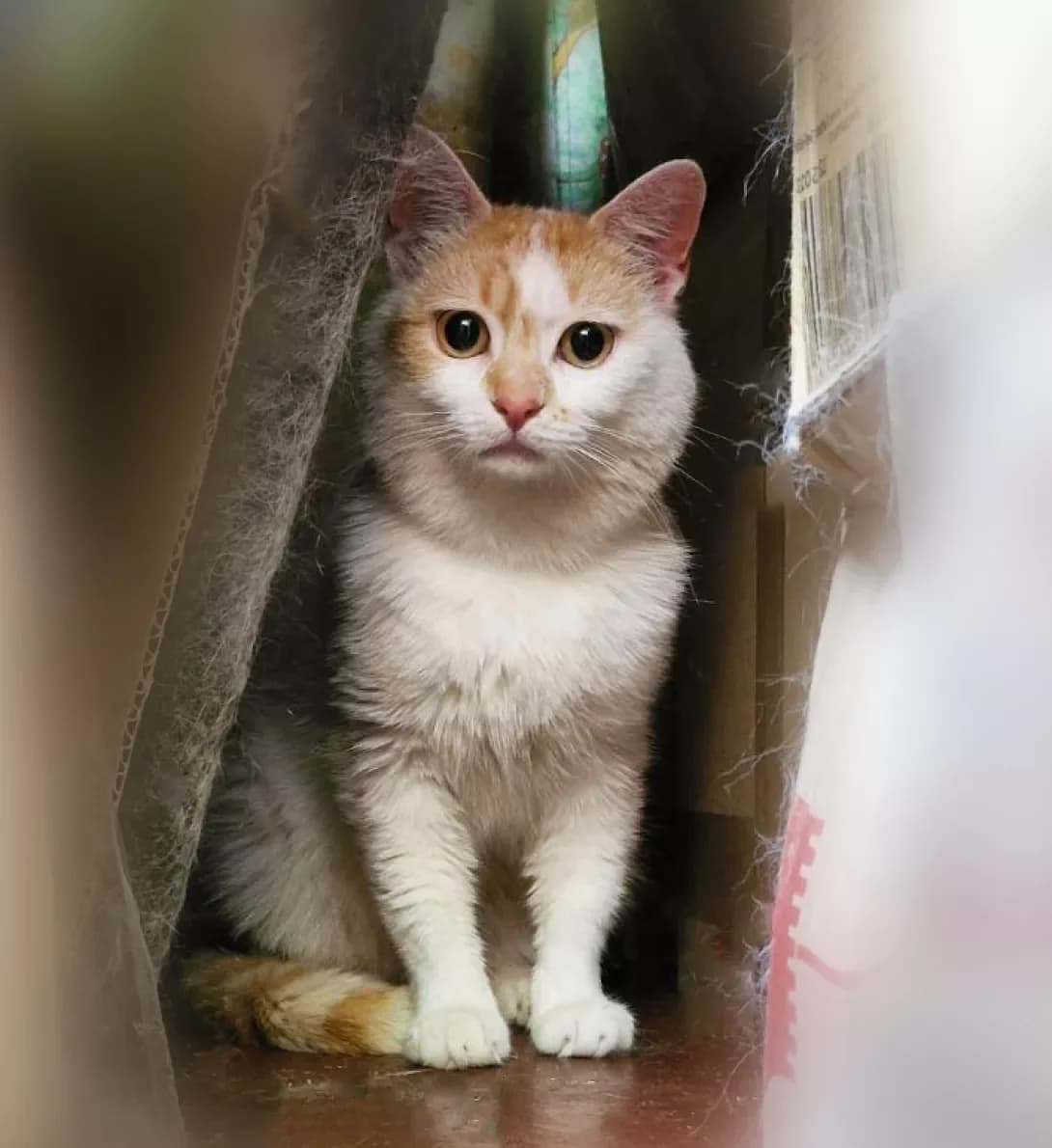 Alf (Альф), Mixed Breed (Happy Paw Kyiv)