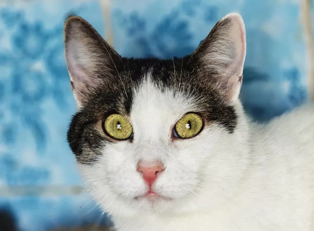 Anfisa (Анфіса), Mixed Breed (Happy Paw Kyiv)