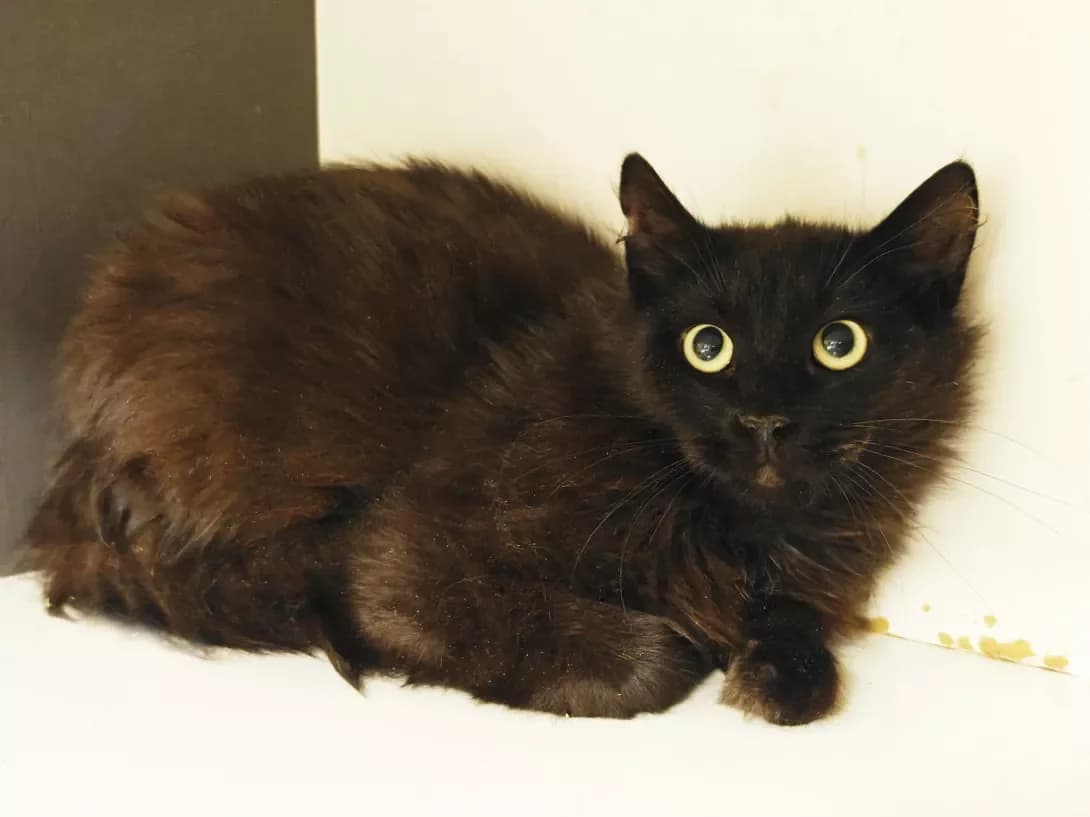 Afonya (Афоня), Mixed Breed (Happy Paw Kyiv)