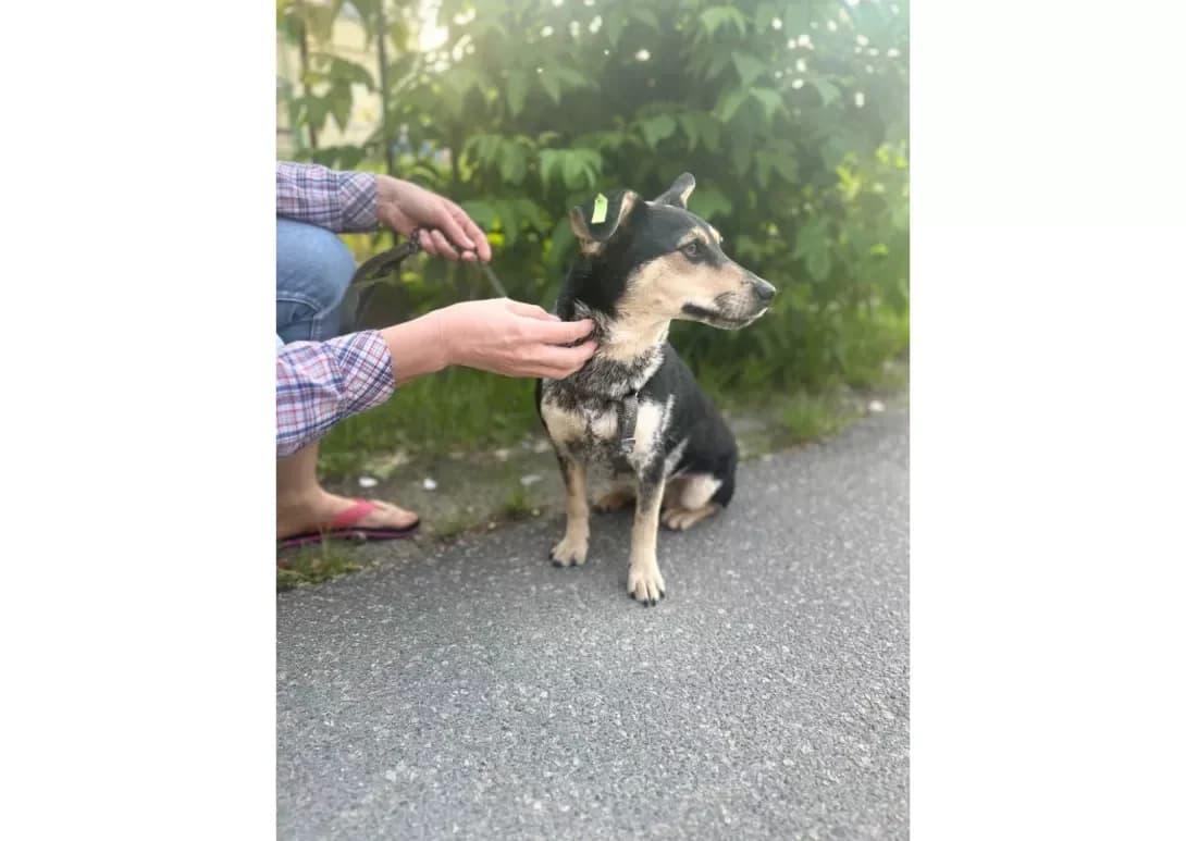 Lada (Лада), female young Mixed Breed for adoption at Happy Paw Kyiv
